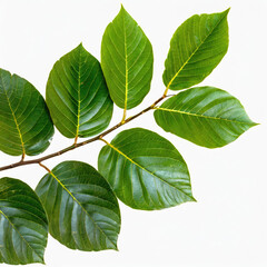 Obraz premium leafs isolated on white studio background