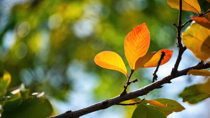 Autumn Leafs isolated on studio white background