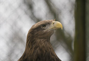 Tallinn Estonia - April 06 2024: Head portrait of  the white-tailed eagle (Latin: Haliaeetus...