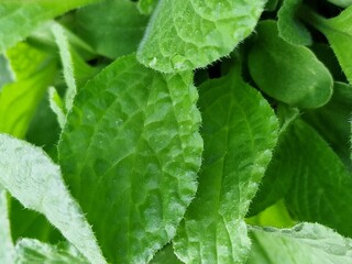 Fr&uuml;hlingsszene. &Uuml;ppiges Laub. Gr&uuml;ne Farbe. Frische Bl&auml;tter. Blattnerven. Baumkrone. Ge&auml;st. Minimalistischer Ansatz. Makrofotografie. Tageslichtfoto. Nat&uuml;rlichen Umgebung. Gr&uuml;n im Hintergrund.