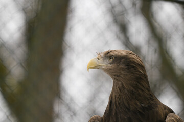 Tallinn Estonia - April 06 2024: Head portrait of  the white-tailed eagle (Latin: Haliaeetus albicilla). Gorgeous predator bird with sharp peak.