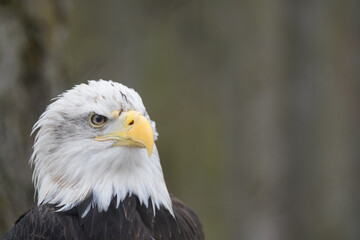 Tallinn Estonia - April 06 2024: Head portrait of a Bald Eagle (Latin: Haliaeetus leucocephalus). Also called the American eagle. Gorgeous predator bird with sharp yellow peak.