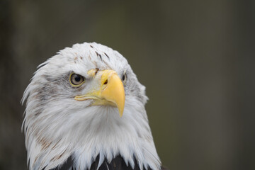 Tallinn Estonia - April 06 2024: Head portrait of a Bald Eagle (Latin: Haliaeetus leucocephalus). Also called the American eagle. Gorgeous predator bird with sharp yellow peak.