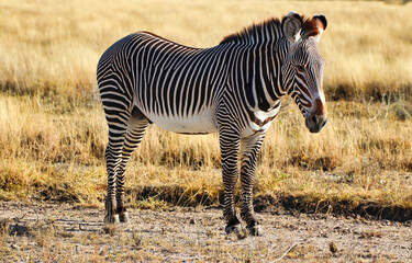 Close up of a beautiful, rare and endangered Grevy's Zebra with characteristic stripes at the...