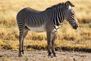 Fototapeta na wymiar Close up of a beautiful, rare and endangered Grevy's Zebra with characteristic stripes at the Buffalo Springs Reserve in Samburu County, Kenya
