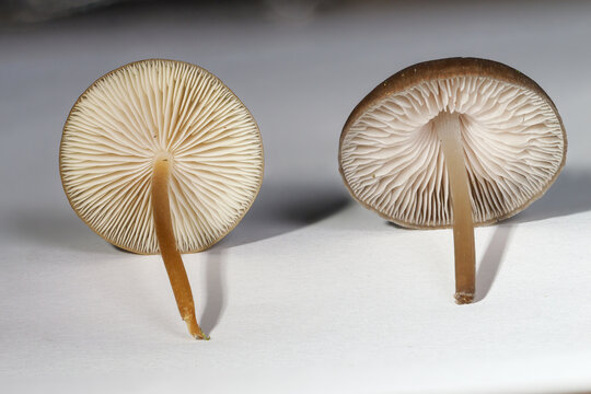 Fichtenzapfenr&uuml;bling (STROBILURUS ESCULENTUS) und Zapfenhelmling (MYCENA STROBILICOLA)