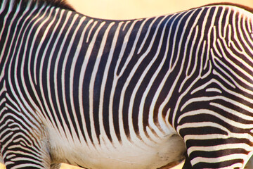 Close up image of the spaced stripe patterns of a magnificent rare and endangered Grevy's Zebra at...