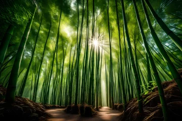  bamboo forest at sunset © Momina