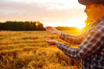 Farmer hands pour grain into field from hand to handon the background of a wheat field at sunset....