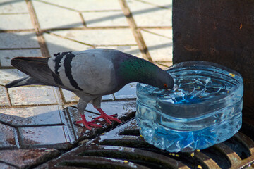 A grey pigeon with white and black details drinking water from a blue container, under sunlight...