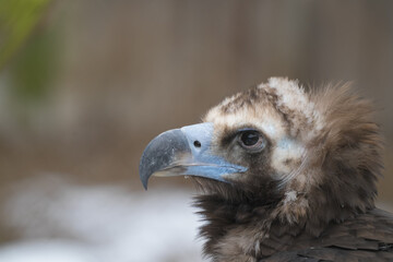 Tallinn Estonia - April 06 2024: Head portrait of a Cinereous Vulture (also Eurasian black vulture,...
