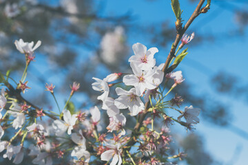 Close up of cherry blossom blooms, Washington DC