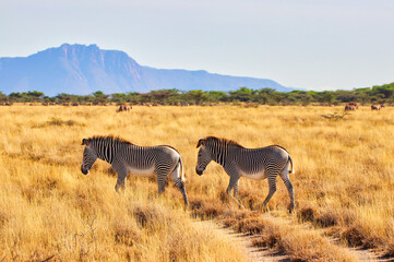 Spectacular African savanna scene of a pair of endangered Grevy's Zebras moving through dry grass...