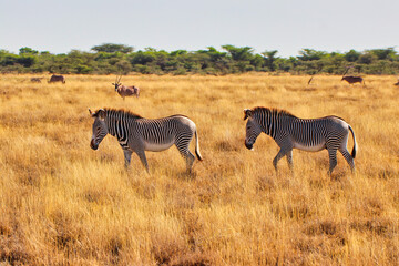 Fototapeta na wymiar Two endangered Grevy's Zebras on the lookout for fresh grass in the dry savanna plains with a Beisa Oryx for company in the vast Buffalo Springs Reserve in Samburu County, Kenya