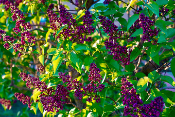 lilac tree with flowers and leafs