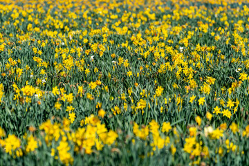 Field of daffodils at Burnside Farms in Virginia during spring