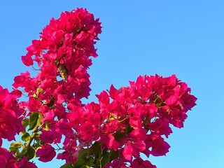 Bright pink bougainvillea flowers on blue sky.