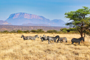A Herd of endangered Grevy's Zebras take shade from the sun in the vast savanna plains with Mount...