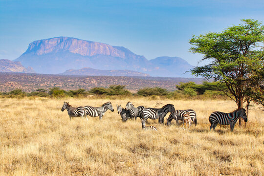 A Herd of endangered Grevy's Zebras take shade from the sun in the vast savanna plains with Mount Ololokwe in the far distance at the Buffalo Springs Reserve in Samburu County, Kenya