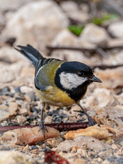 Great tit