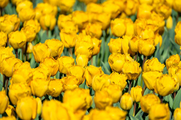 Obraz premium Yellow tulips fill the frame, taken at Burnside Farms in Virginia
