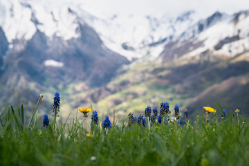 First spring flowers in the cloudy Ariege Pyrenees with the snow-capped peaks in the background