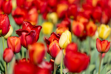 Red and yellow tulips in selective focus - Burnside Farms in Virginia
