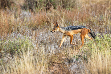 Black Backed Jackal on the move through the savanna plains of the Buffalo Springs Reserve in...