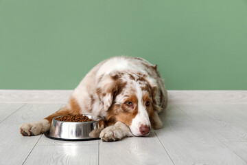 Cute Australian Shepherd dog lying with bowl of dry food near green wall