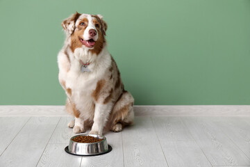 Cute Australian Shepherd dog sitting with bowl of dry food near green wall