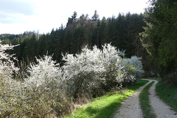 Blühende Schwarzdornhecke  im Fehlatal