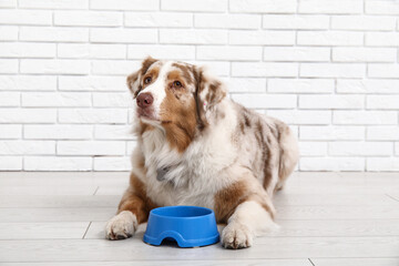 Cute Australian Shepherd dog lying with bowl of dry food near white brick wall