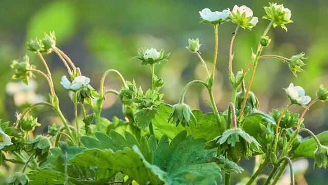 Blooming strawberry. Musk strawberry or hautbois strawberry (Fragaria moschata), is species of strawberry native to Europe. Its French name hautbois strawberry may be anglicised as hautboy strawberry.