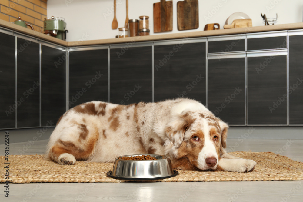 Wall mural Cute Australian Shepherd dog lying with bowl of dry food in kitchen