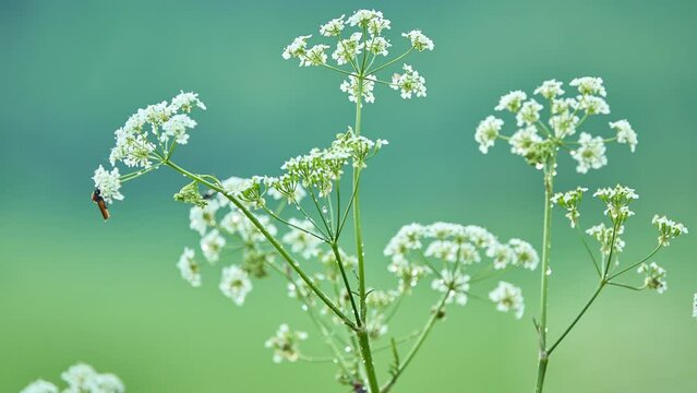 Anthriscus sylvestris, known as cow parsley, wild chervil, beaked parsley, Queen Anne's lace or keck, is herbaceous biennial or short-lived plant in Apiaceae (Umbelliferae), genus Anthriscus.