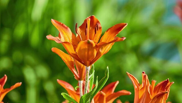 Lilium bulbiferum, common names orange lor fire lily, Jimmy's Bane and tiger lily, is a herbaceous European lily with underground bulbs, belonging to the Liliaceae.