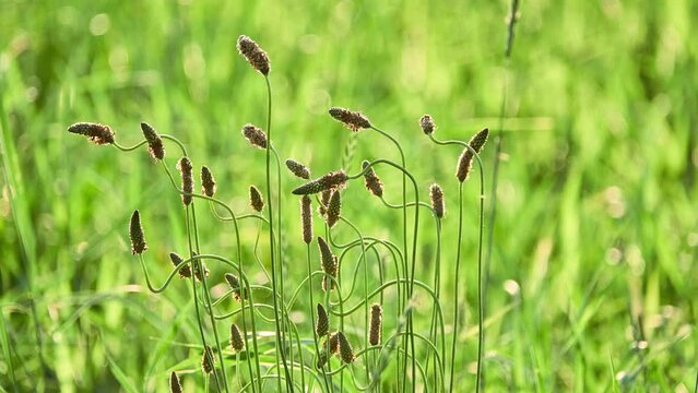 Alopecurus pratensis, known as meadow foxtail or field meadow foxtail, is perennial grass belonging to grass family (Poaceae). It is native to Europe and Asia.