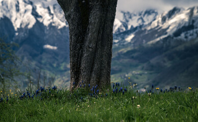 A tree with the first spring flowers in the Ariège Pyrenees with the cloudy snow-capped peaks in the background