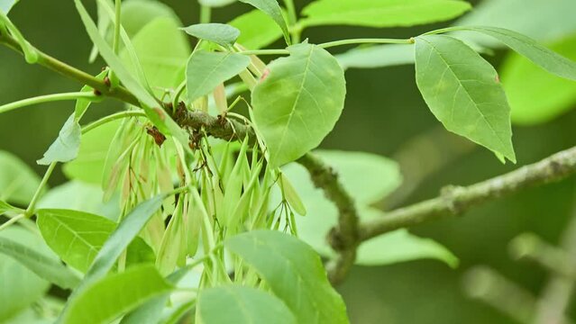 Fraxinus pennsylvanica, green ash or red ash, is species of ash native to eastern and central North America, from Nova Scotia west to southeastern Alberta and eastern Colorado, south to Florida.