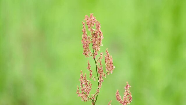 Horse sorrel (Rumex confertus) is a perennial herb; a species of the genus Sorrel of the Buckwheat family (Polygonaceae). Popular names: frog oxalis, horse oxalis, thick sorrel, hernia fire, aveluk.