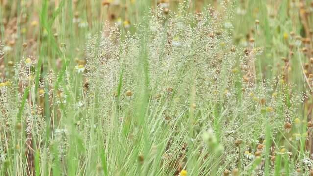 Agrostis capillaris, the common bent, colonial bent, or browntop, is a rhizomatous and stoloniferous perennial in the grass family (Poaceae).