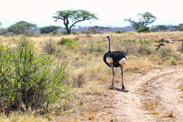 A lone male Somali Ostrich,native to North Kenya and endangered, can hit speeds of upto 70 mph seen here moving through the dry bush of the Buffalo Springs Reserve in Samburu County, Kenya - Powered by Adobe