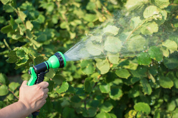 A man's hand holds a hose with pouring water and watered the green plants on a sunny summer day. Concept of working in the garden. Selective focus. Copy space