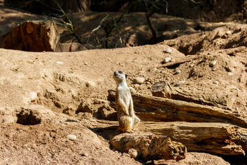 Meerkat (Suricata suricatta) or suricate