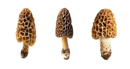 Edible morels set isolated on solid white background.