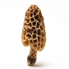 Edible morel isolated on solid white background.