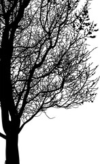 silueta arbol, arbusto, hojas, ramas, otoño, ilustracion, bosques, naturaleza, sequia, atmosfera