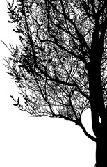 silueta arbol, arbusto, hojas, ramas, otoño, ilustracion, bosques, naturaleza, sequia, atmosfera