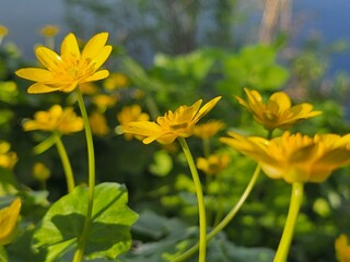 yellow flowers, floral background