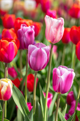 Fototapeta premium Colorful tulips in full bloom. Spring flowers in the garden. Bokeh background.